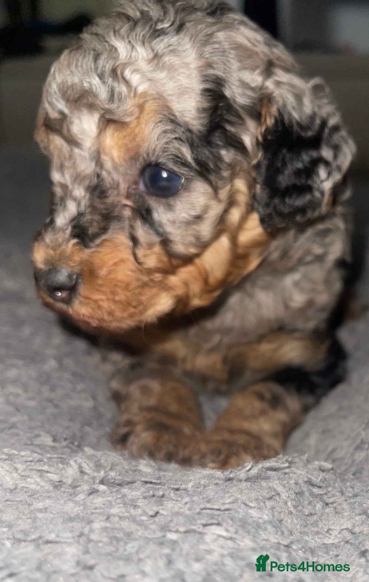 Cockapoo dogs Cockapoo puppies  - Advert 2