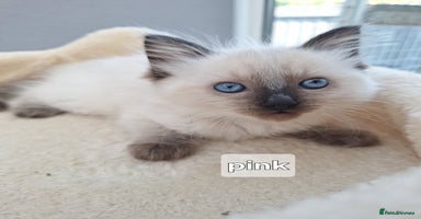 Ragdoll cats - Advert 4