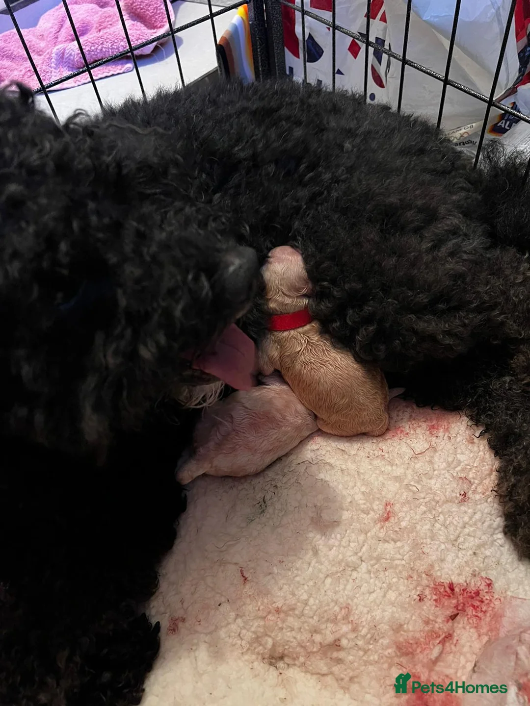 Miniature Poodle dogs for stud: Archie well Proven stud miniature poodle  in Chard - Advert 39