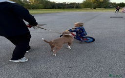 Staffordshire Bull Terrier dogs for sale: With a heavy heart having to rehome beautiful Nova - Image 9