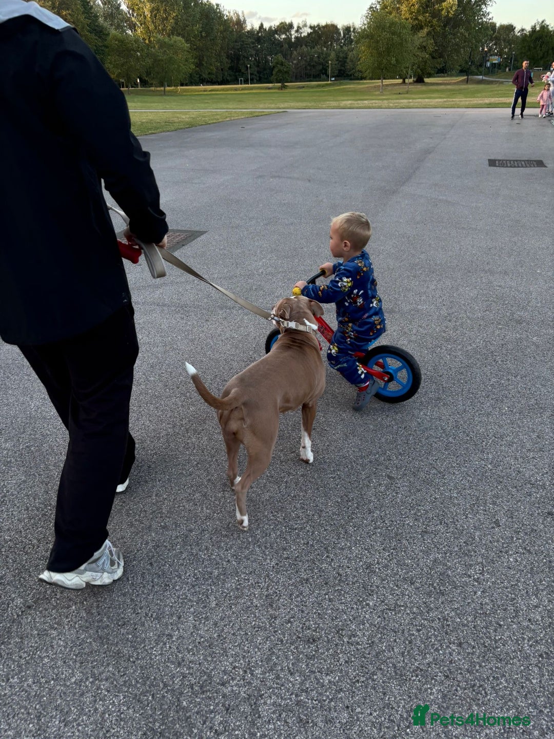 Staffordshire Bull Terrier dogs for sale: With a heavy heart having to rehome beautiful Nova - Image 9