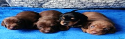 Miniature Dachshund dogs for sale: MINI WIRES KC REG LAFORA PRA CLEAR - Advert 4