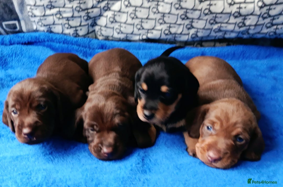 Miniature Dachshund dogs for sale: MINI WIRES KC REG LAFORA PRA CLEAR - Advert 4