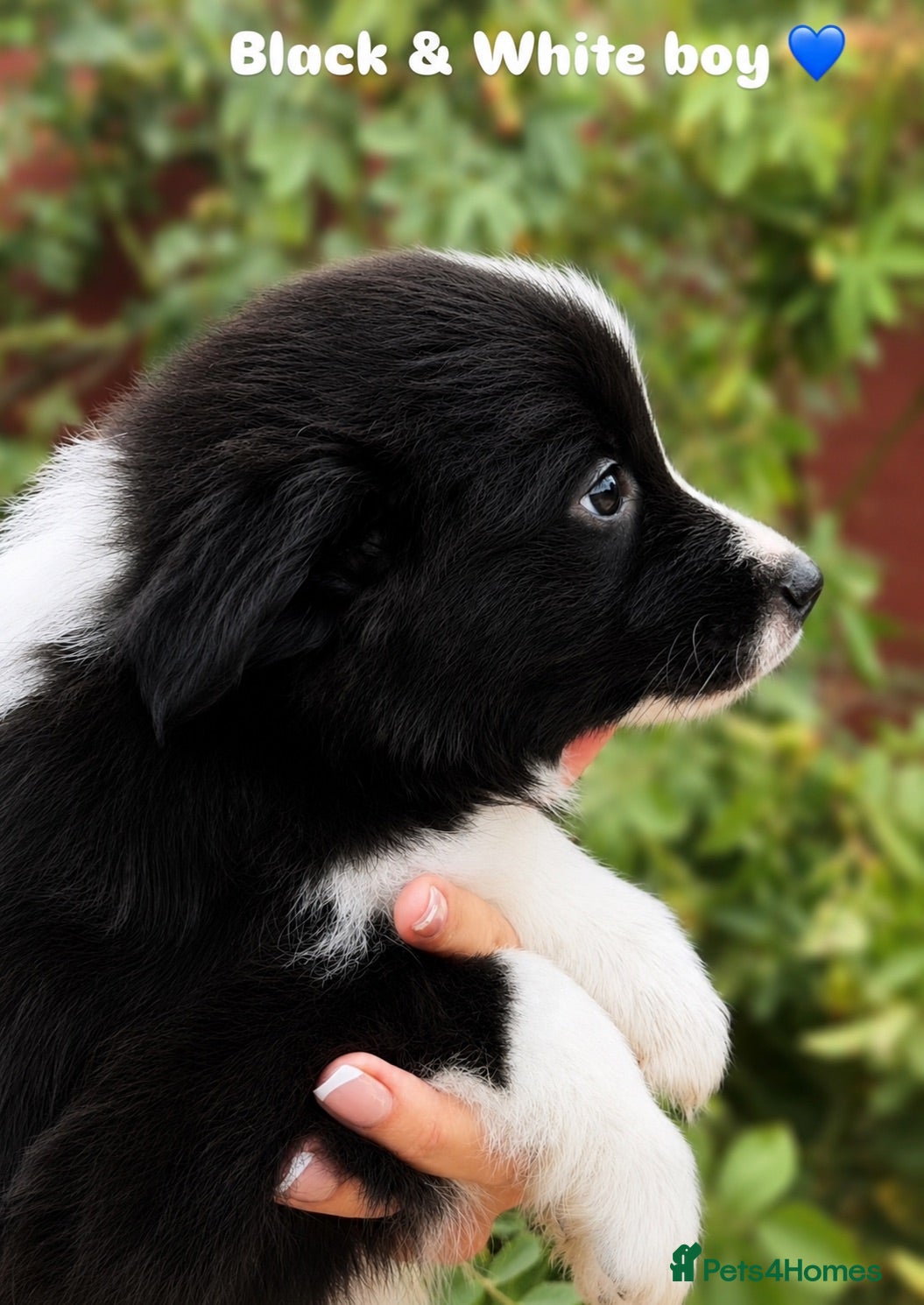 Border Collie dogs Stunning Champion line puppies  - Advert 2