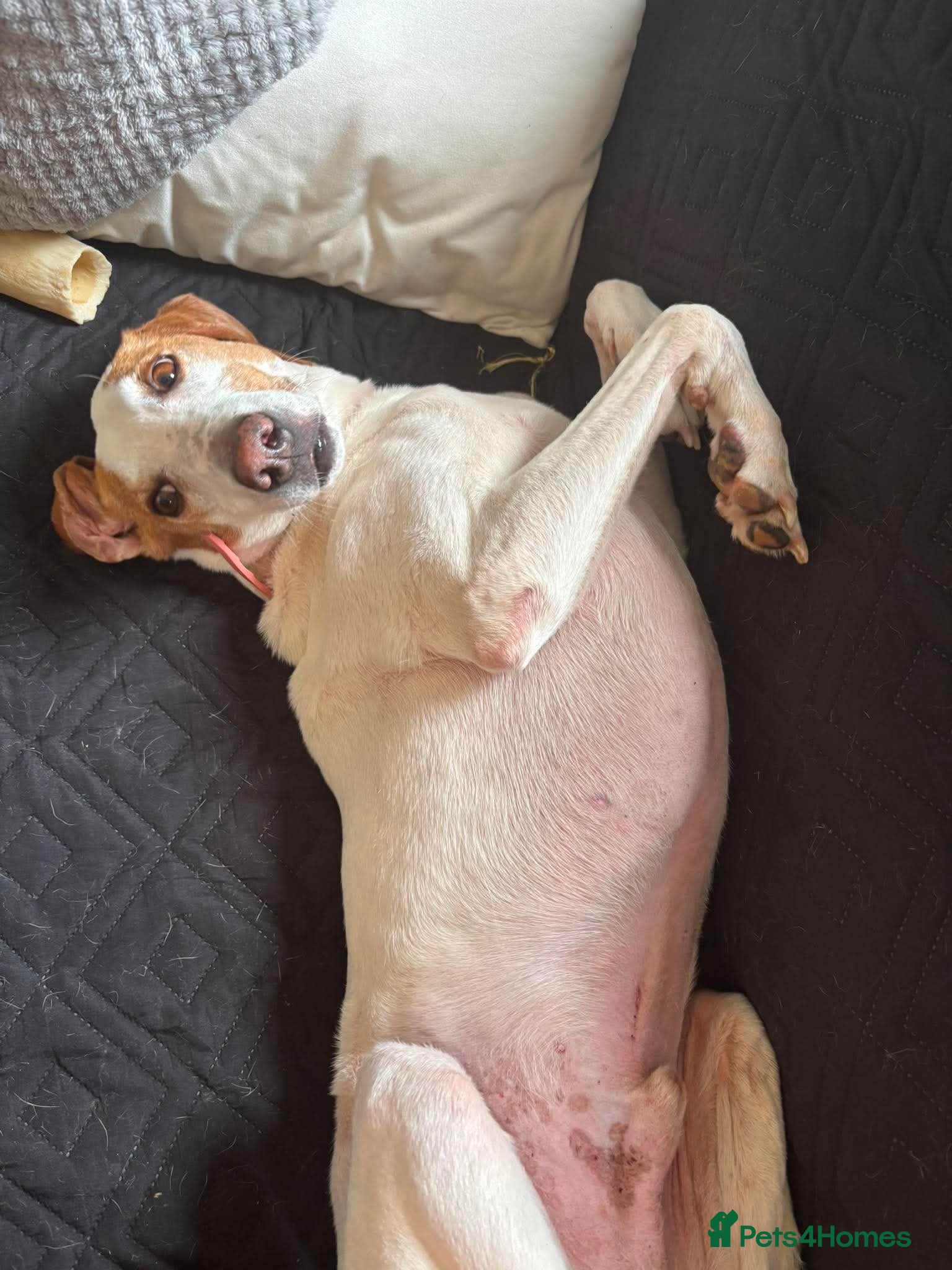 Mixed Breed dogs Oscar is ready for his forever sofa! - Advert 2