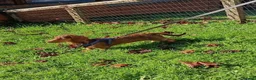 Miniature Dachshund dogs for sale: A BEAUTIFUL MINATURE WIRE FEMALE - Advert 2