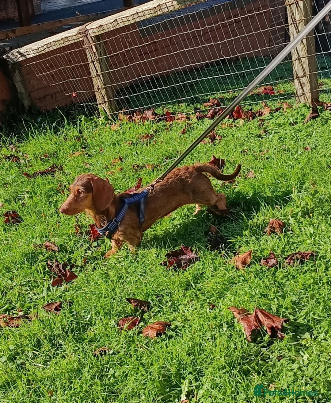 Miniature Dachshund dogs for sale: A BEAUTIFUL MINATURE WIRE FEMALE - Advert 2