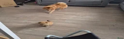 Mixed Breed dogs for sale: Beautiful 3/4 Pomeranian/ 1/4 German Spitz Puppy - Advert 9
