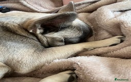 French Bulldog dogs for sale: French bulldog  - Image 21
