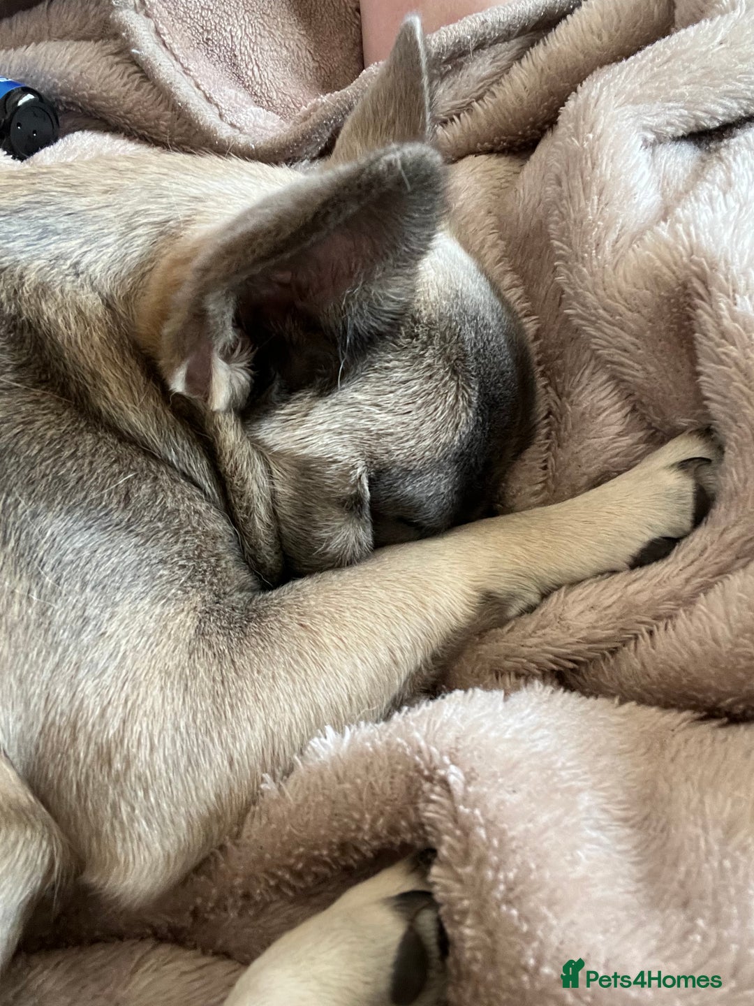 French Bulldog dogs for sale: French bulldog  - Image 21