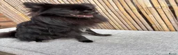 Pomchi dogs for sale: Primrose precious pomchi  - Advert 6