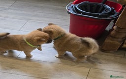Japanese Shiba Inu dogs for sale: Gorgeous Shibas  - Image 16