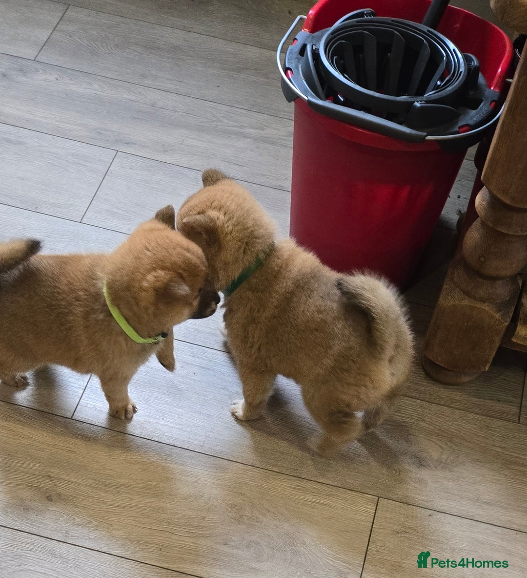 Japanese Shiba Inu dogs for sale: Gorgeous Shibas  - Image 16