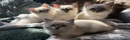 Ragdoll cats for sale: Cute and friendly fluffy Ragdoll kittens - Advert 7