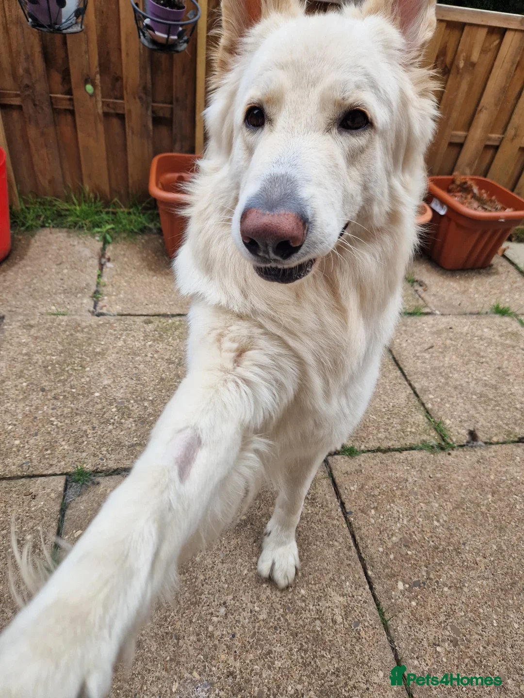 German Shepherd dogs for stud: White German Shepherd Dog - Stud - KC Registered - Advert 4