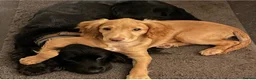 Cocker Spaniel dogs for sale: Cocker spaniel puppies  - Advert 29
