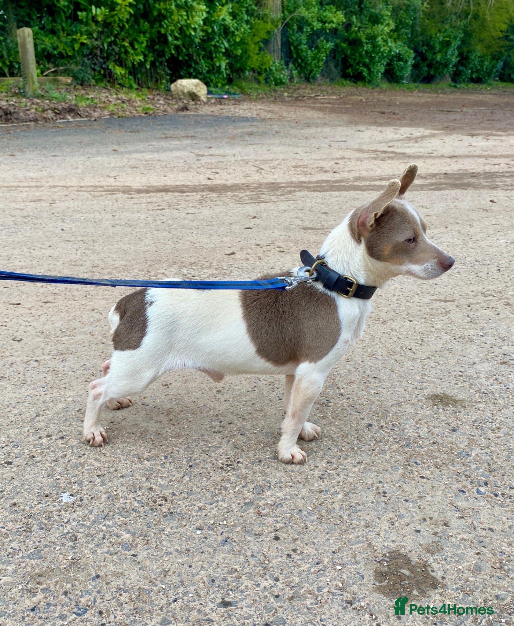 Jack Russell dogs Lilac tri wenlock jackrussel available for stud - Advert 9