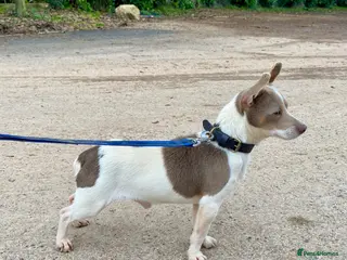 Jack Russell dogs Lilac tri wenlock jackrussel available for stud - Advert 1