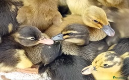 Ducks poultry for sale: Mixed Color Indian Runner Ducklings - Image 4