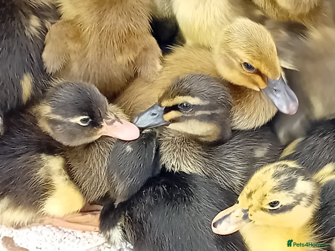 Ducks poultry for sale: Mixed Color Indian Runner Ducklings - Image 4