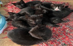 Mixed Breed cats for sale: 6 adorable kittens for sale!  - Image 2