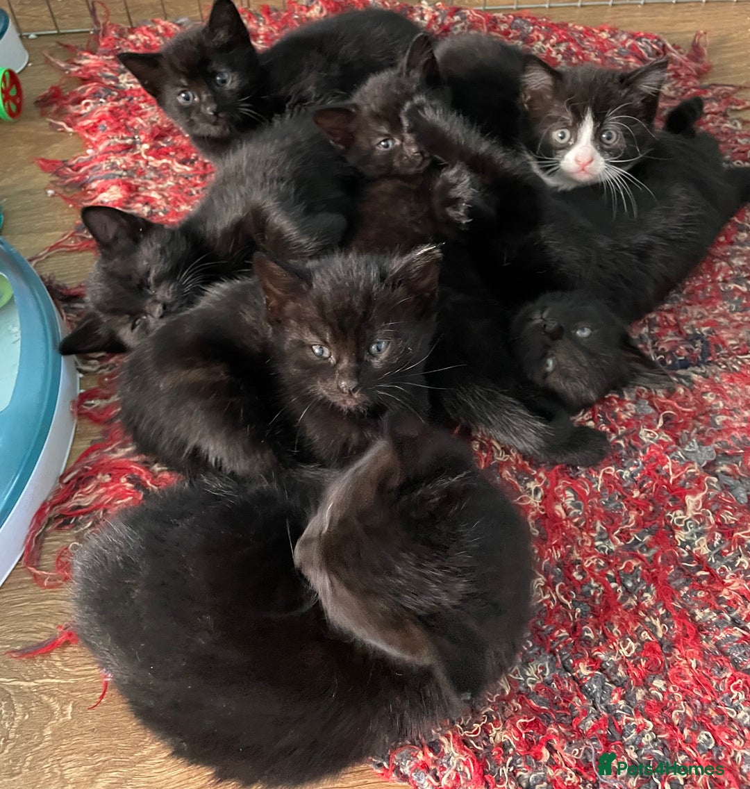 Mixed Breed cats for sale: 6 adorable kittens for sale!  - Image 2