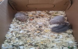 Hamster rodents for sale: 5 x russian dwarf hamsters 2x girls 3 x boys  - Image 9