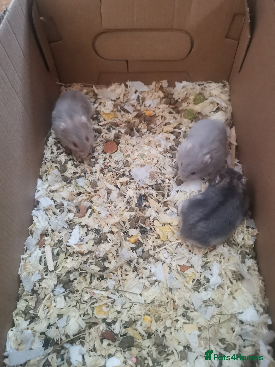 Hamster rodents for sale: 5 x russian dwarf hamsters 2x girls 3 x boys  - Image 9