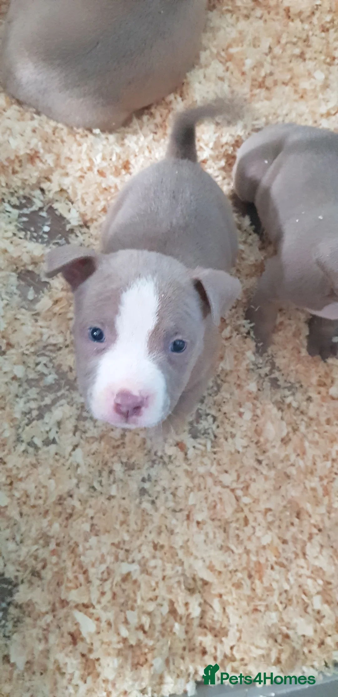 American Bully dogs for sale: Female American pocket bully puppy - Advert 2