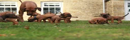Rhodesian Ridgeback dogs for sale: Masterpiece Litter: South African & European Lines - Advert 11