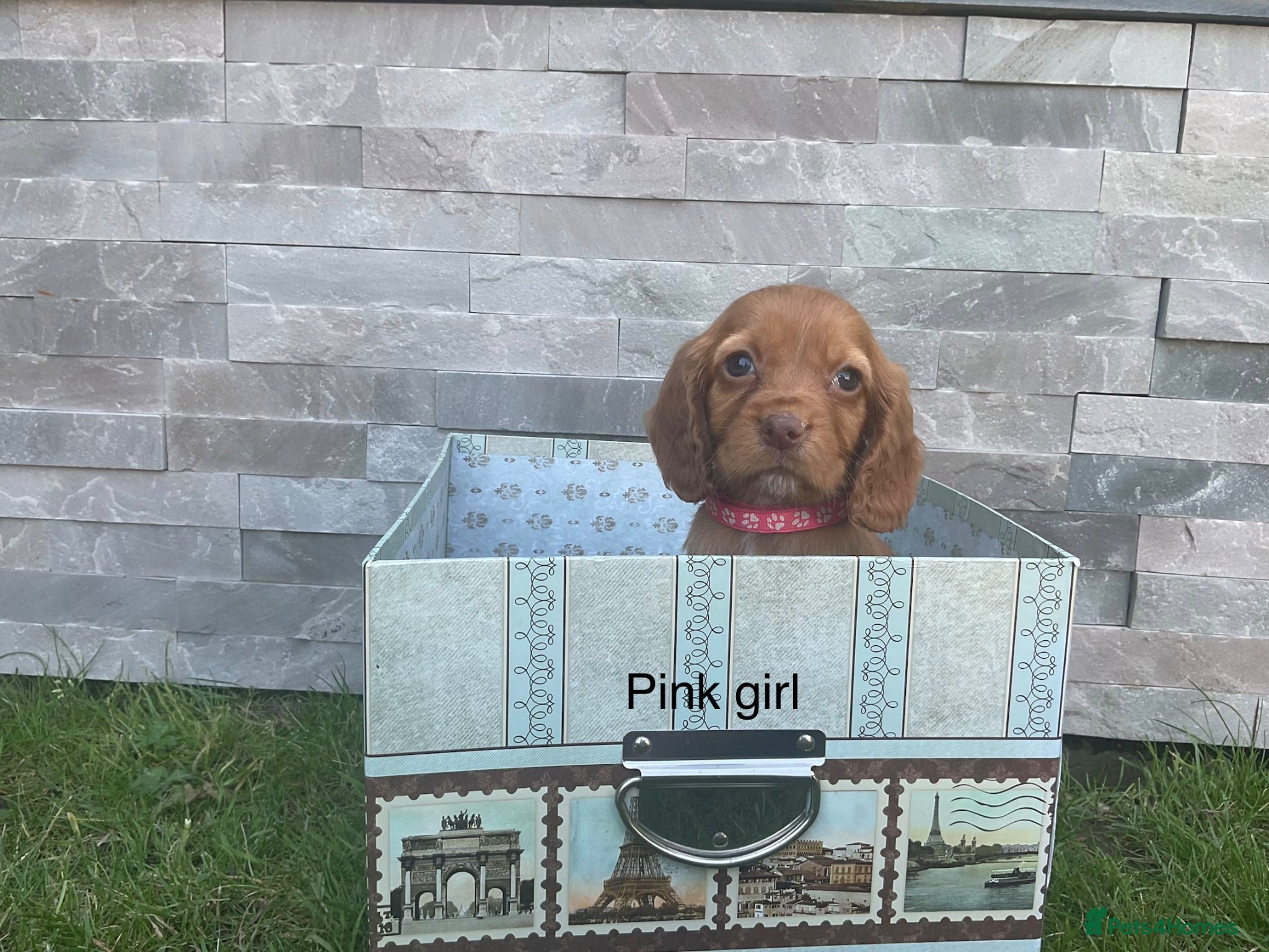 Cocker Spaniel dogs Fox red working cocker spaniels - Advert 1