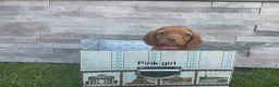 Cocker Spaniel dogs for sale: Fox red working cocker spaniels in Ingatestone - Advert 3