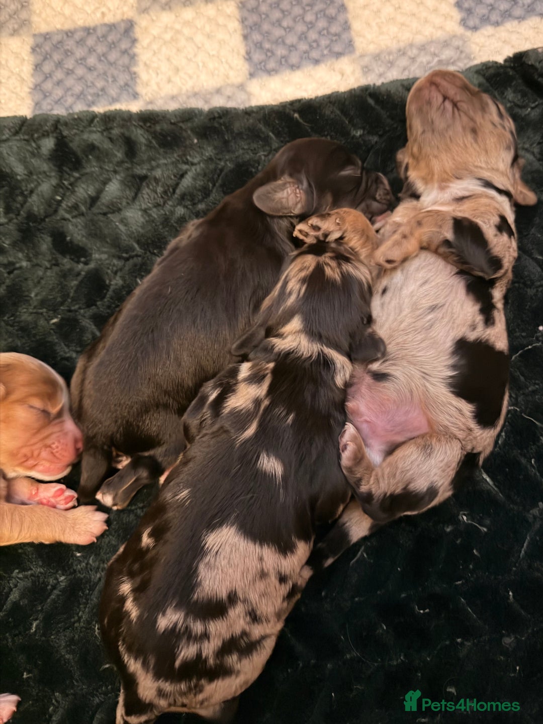 Cockapoo dogs for sale: F1 Cockapoo Puppies - Advert 17