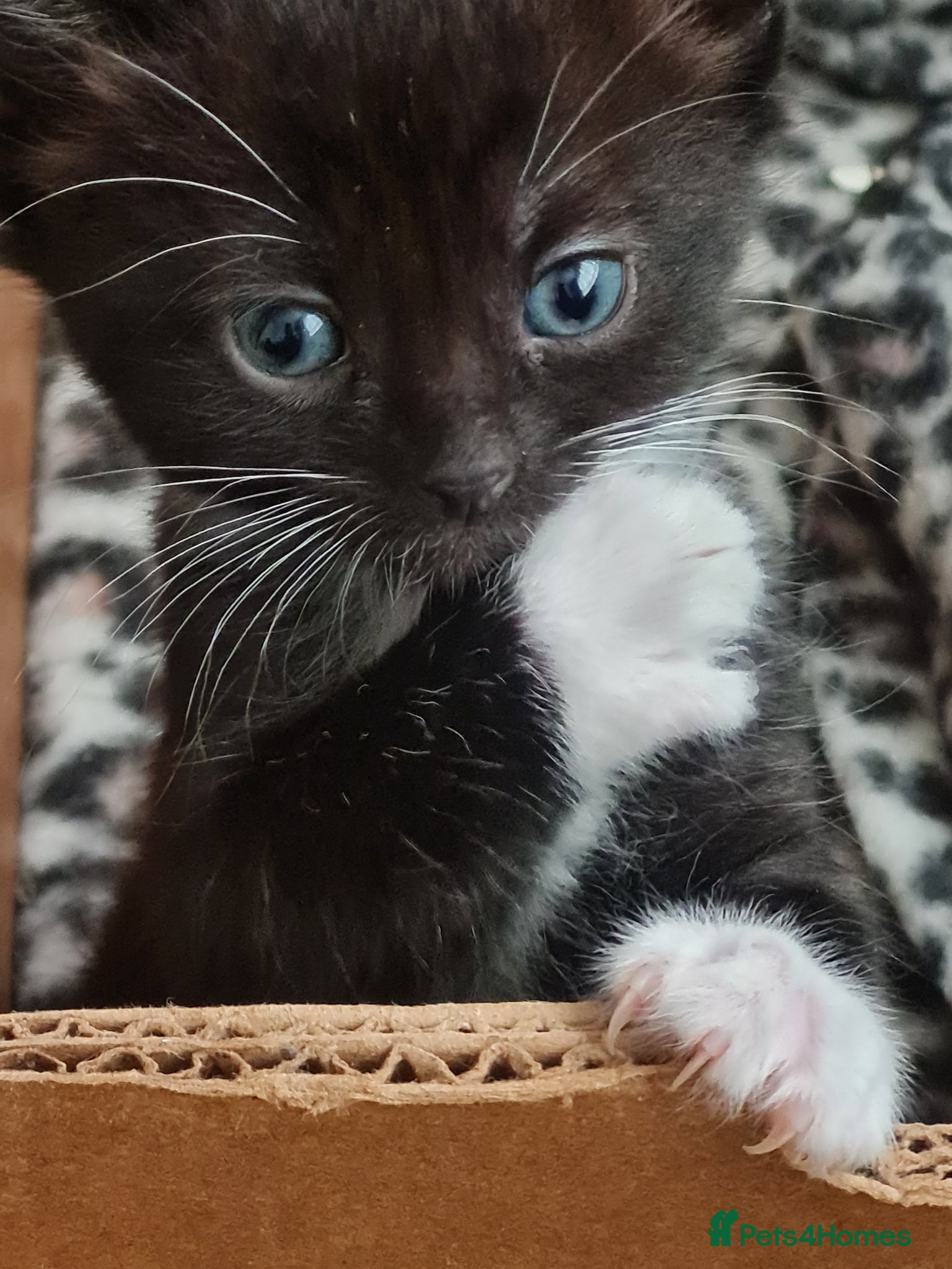 Mixed Breed cats 4 male kitten tuxedo  - Advert 2