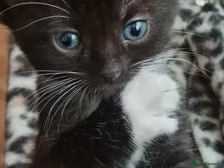 Mixed Breed cats 4 male kitten tuxedo - Advert 2