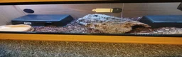 Python Snake reptiles for sale: Female python  in Clitheroe - Advert 6