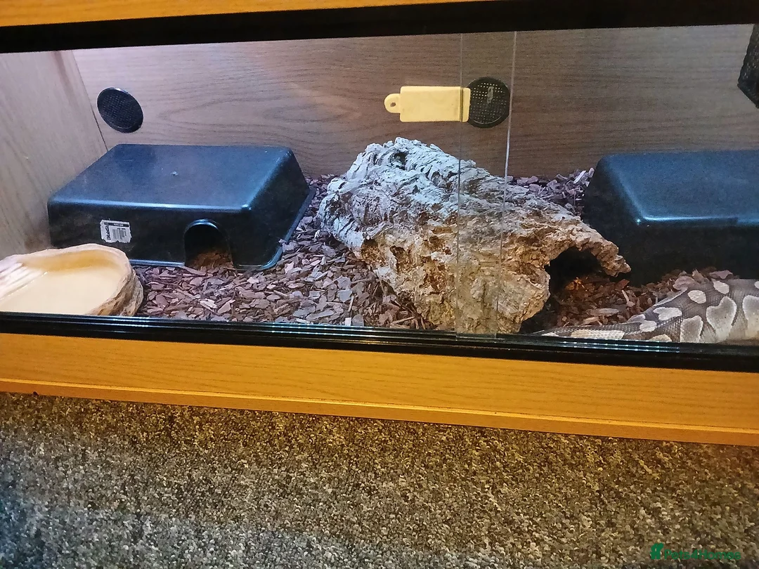 Python Snake reptiles for sale: Female python  in Clitheroe - Advert 6