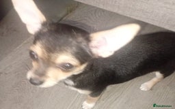 Chihuahua dogs for sale: Chihuahua fluff balls  - Image 4
