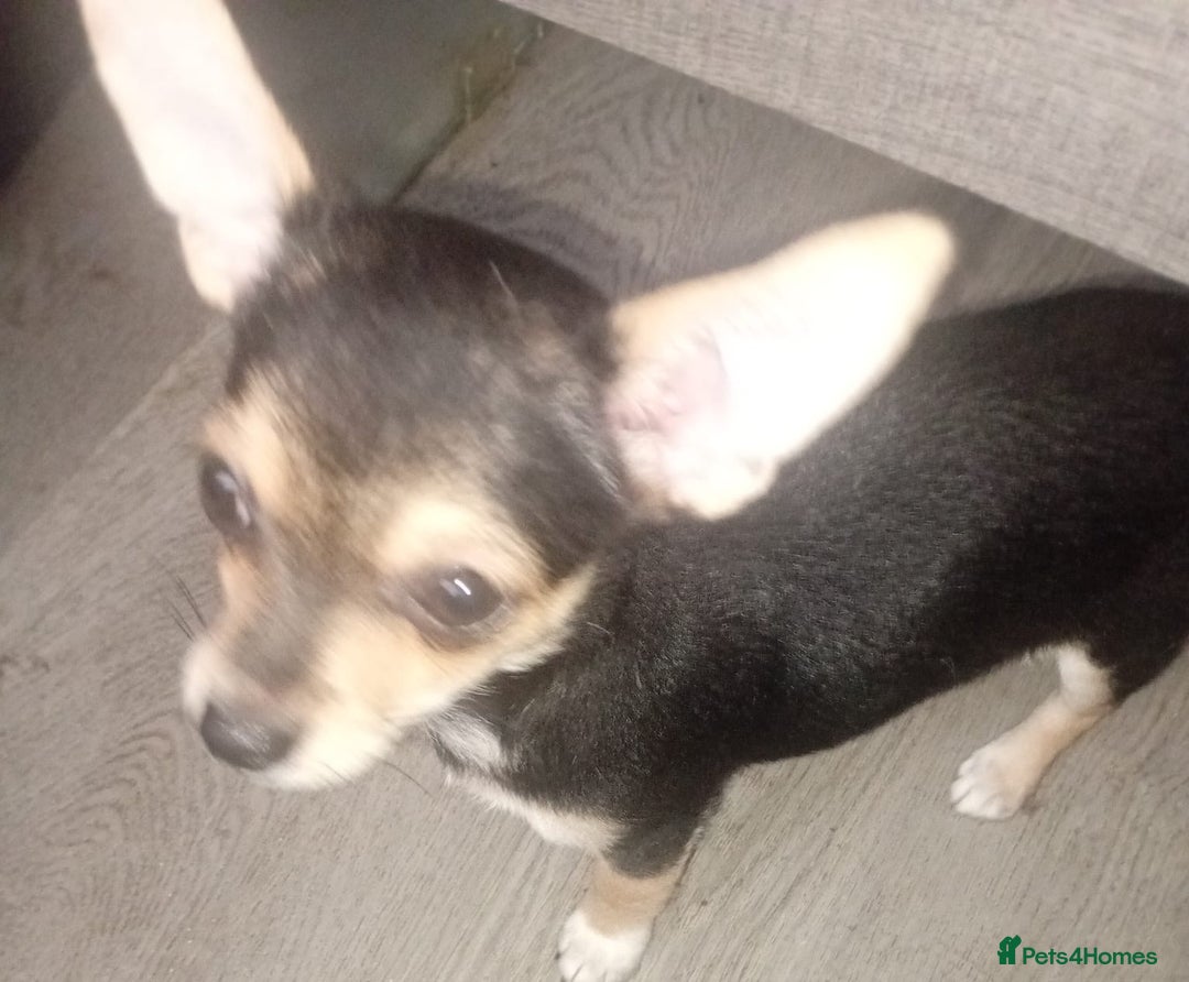 Chihuahua dogs for sale: Chihuahua fluff balls  - Image 4