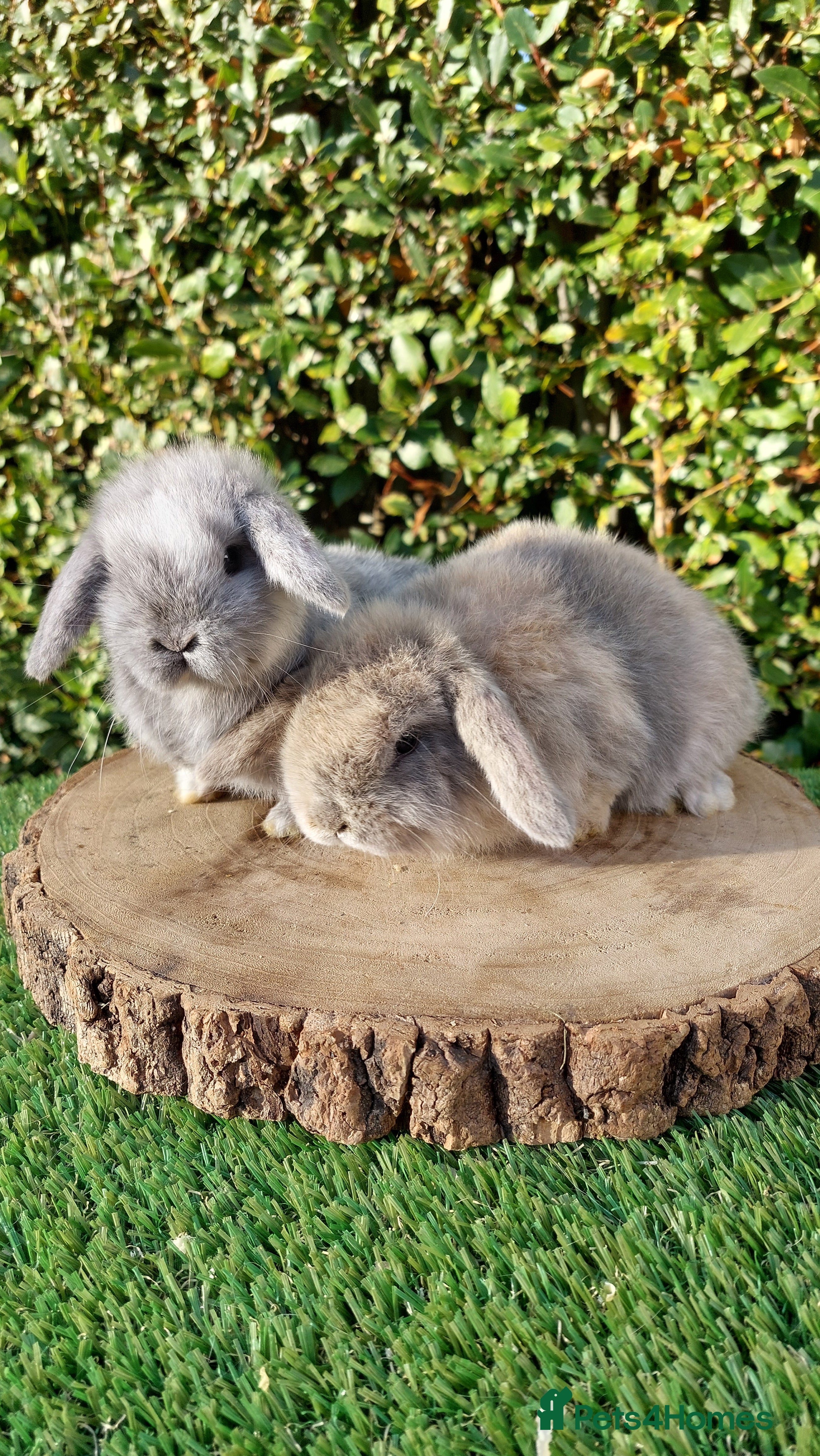 Mini Lop rabbits Selection of mini lop baby rabbits ready now - Advert 6