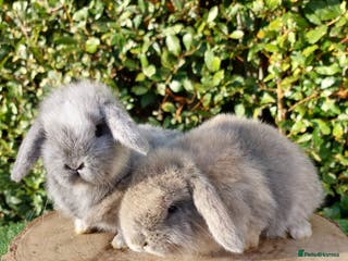 Mini Lop rabbits Selection of mini lop baby rabbits ready now - Advert 22