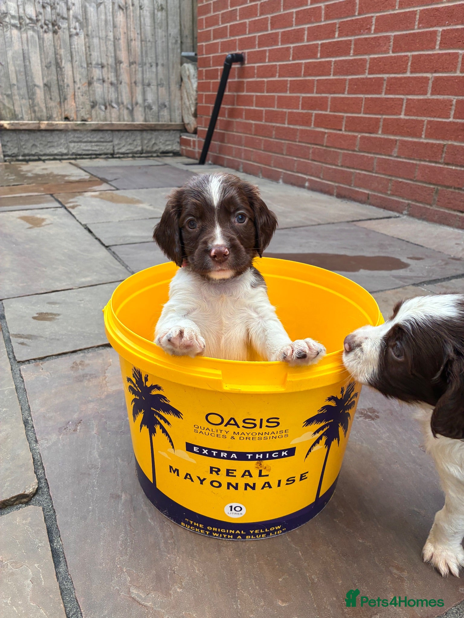 English Springer Spaniel dogs FTCH Sired Springer Spaniel Puppies - Advert 2