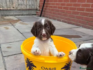 English Springer Spaniel dogs FTCH Sired Springer Spaniel Puppies - Advert 2