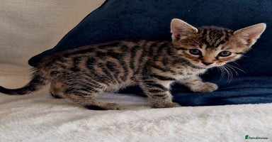 Bengal cats - Advert 10