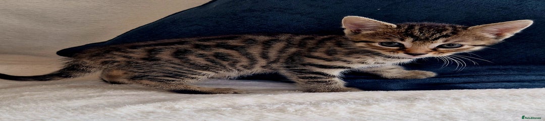 Bengal Kitten green 