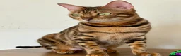 Bengal cats for sale: ⭐⭐⭐ Pedigree Bengal TICA registered Kittens ⭐⭐⭐ - Advert 12