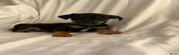 Jack Russell dogs for sale:  Jack Russell puppies for sale  - Advert 7