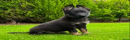 German Shepherd dogs for sale: The ultimate german shepherd pups in Doncaster - Advert 1