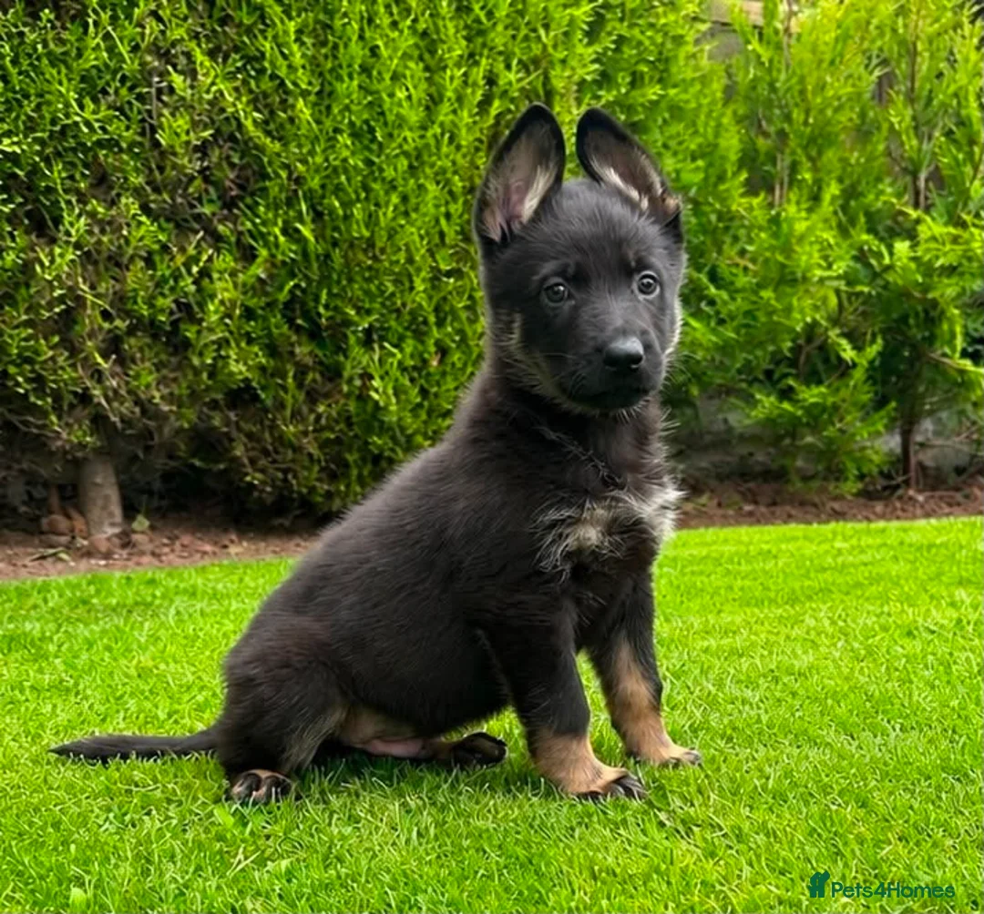 German Shepherd dogs for sale: The ultimate german shepherd pups in Doncaster - Advert 1