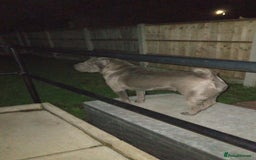 Shar Pei dogs for sale: Blue shar pei needing new home  - Image 2